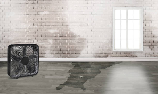 Best Flood damage cleanup  in Bridgeview, IL